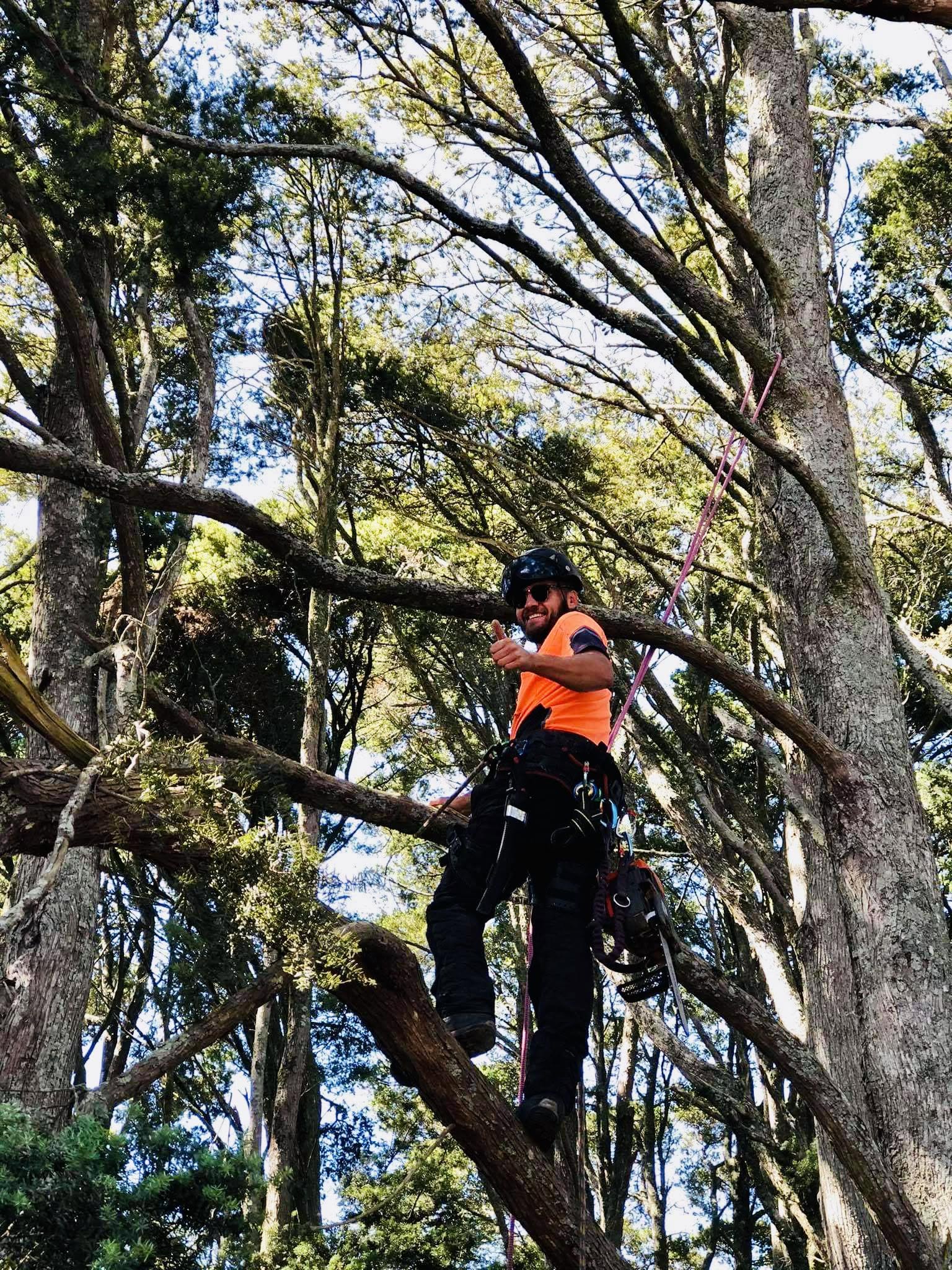 Arborist giving thumbs up in canopy