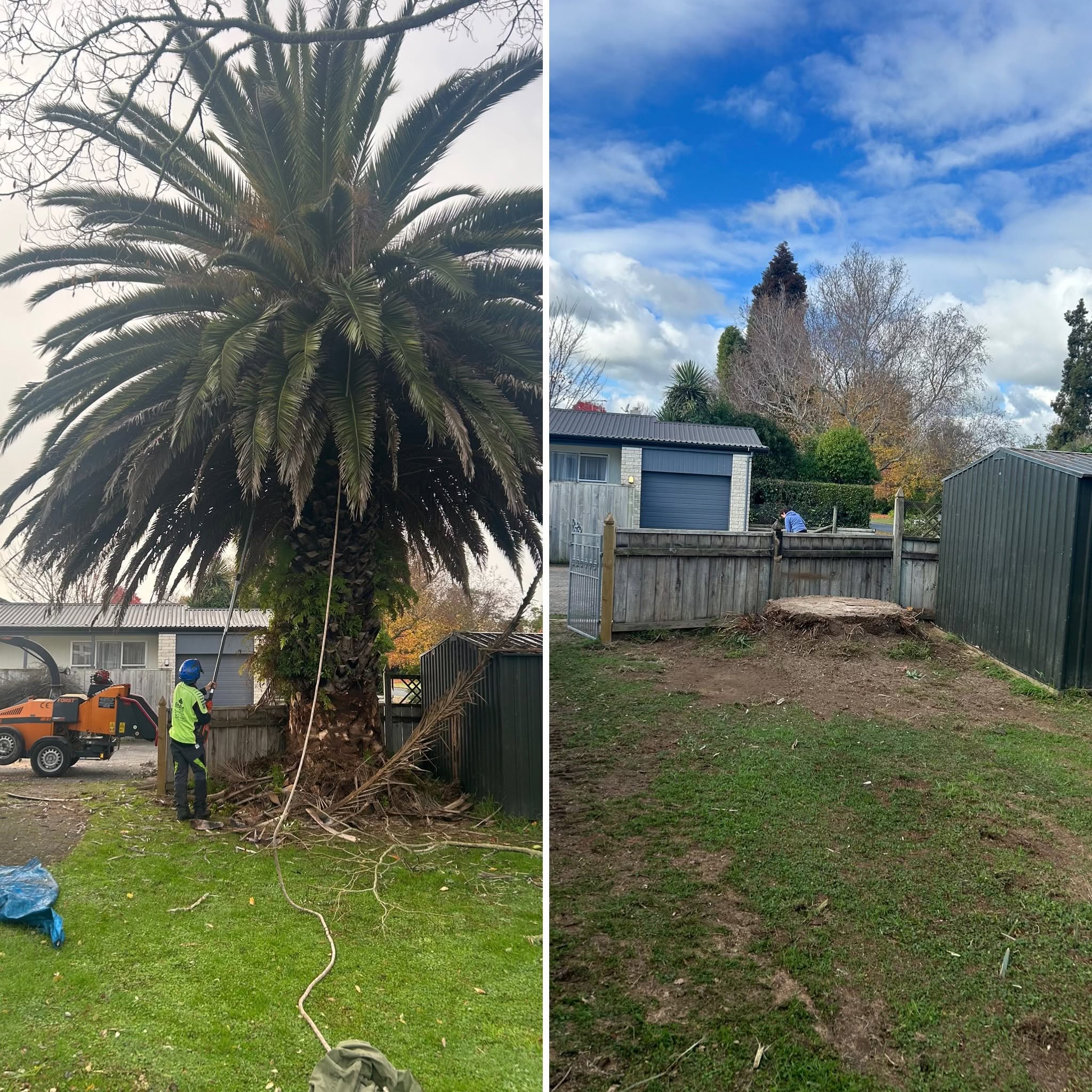 Before and after palm removal Waikato