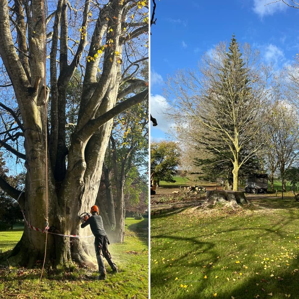 Arborist Thames