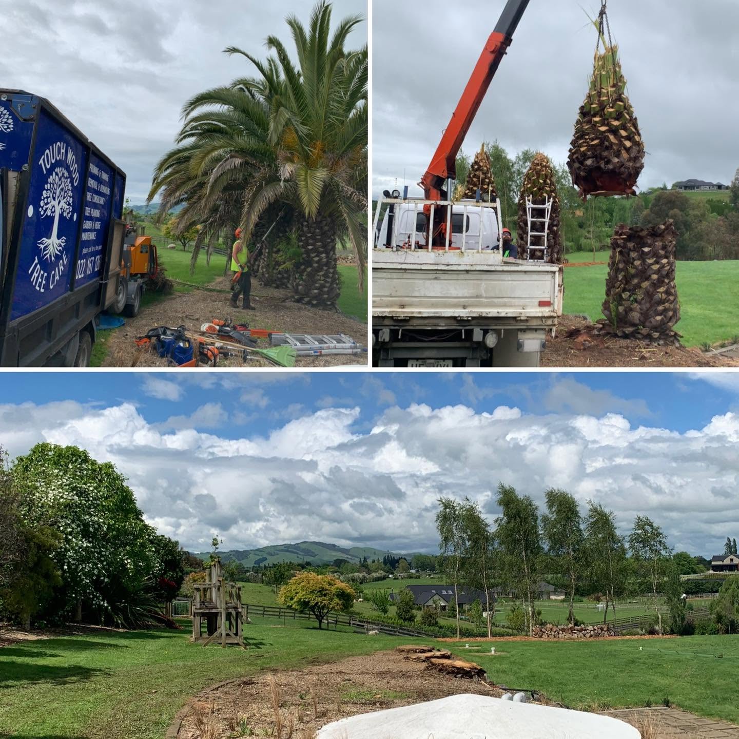 Palm removal with crane - Touch Wood Tree Care